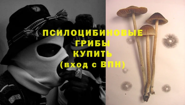 прущие грибы Аркадак